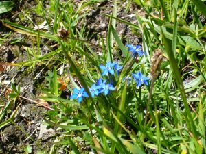 Location Areches-Beaufort : Flore du Beaufortain